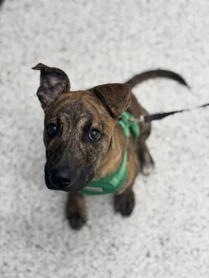 A baby medium-sized male Mixed Breed dog named Rock E Road for adoption in Atlanta, GA