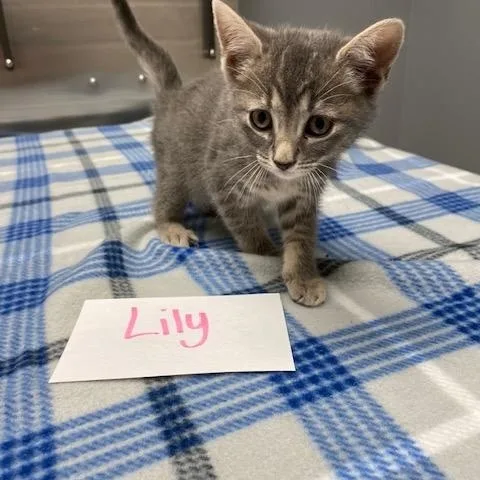A young medium-sized female Tabby (Gray / Blue / Silver) Domestic Short Hair cat named Lily for adoption in LANETT, AL