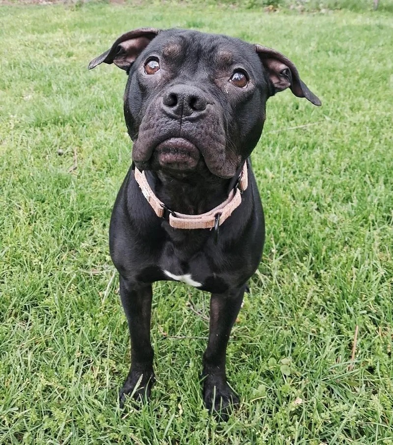 An adult medium-sized male Black Mixed Breed dog named Cocoa Puffs  D for adoption in Lansing, MI