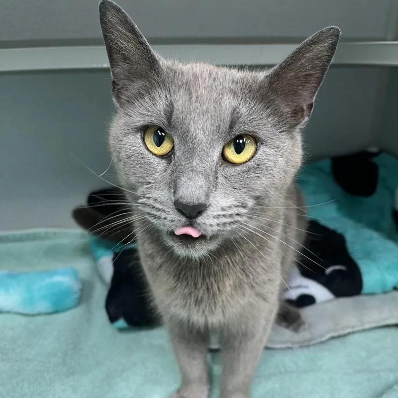 A young medium-sized female Gray / Blue / Silver Domestic Short Hair cat named Penny Arcade for adoption in Newark, NJ