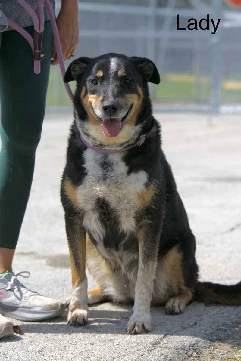 An adult medium-sized female Tricolor (Brown, Black, & White) Bernese Mountain Dog dog named Lady for adoption in Mount Sterling, KY