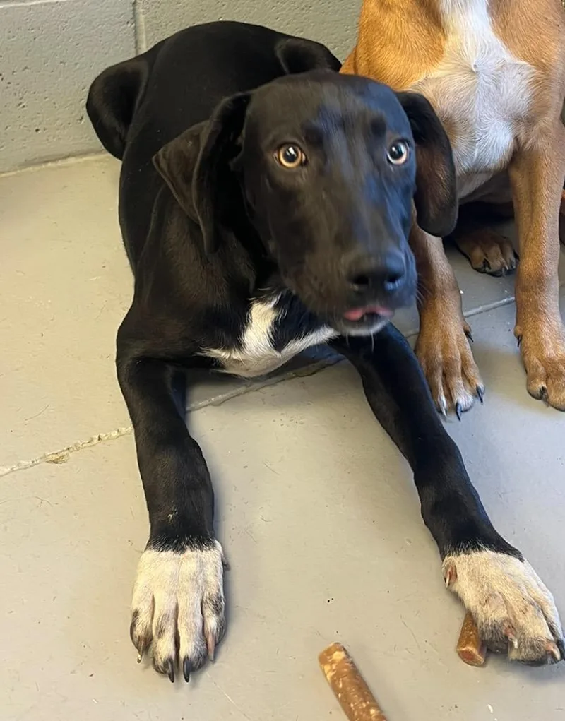 A young large-sized male Labrador Retriever dog named Jackson for adoption in Greenwood, MS