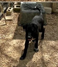 A baby medium-sized male Mixed Breed dog named William for adoption in West Chester, PA