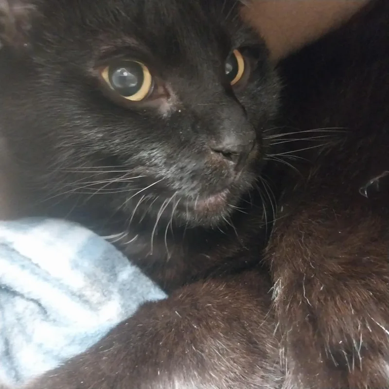 An adult extra large-sized male Domestic Short Hair cat named Stark for adoption in East Smithfield , PA