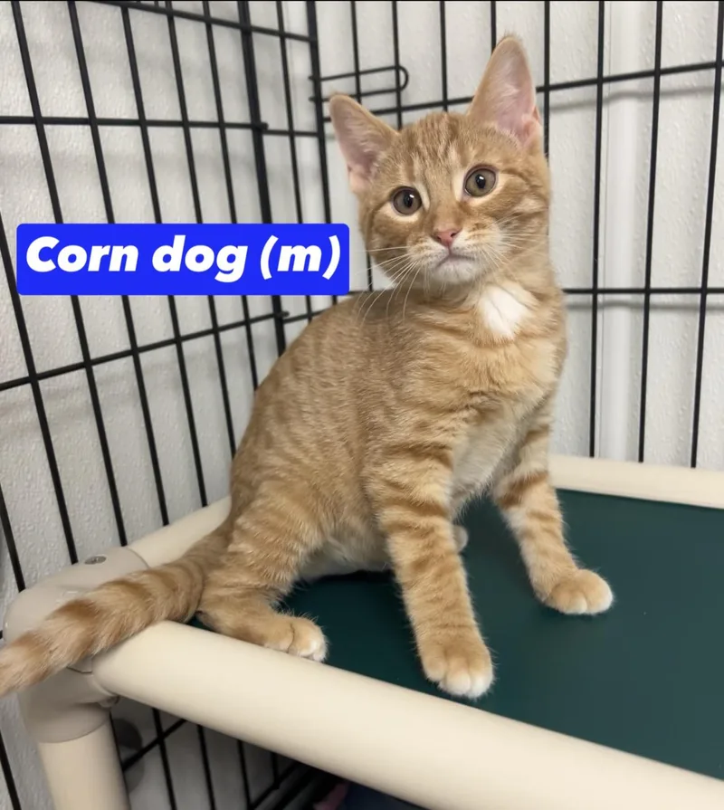 Corn Dog thumbnail 3