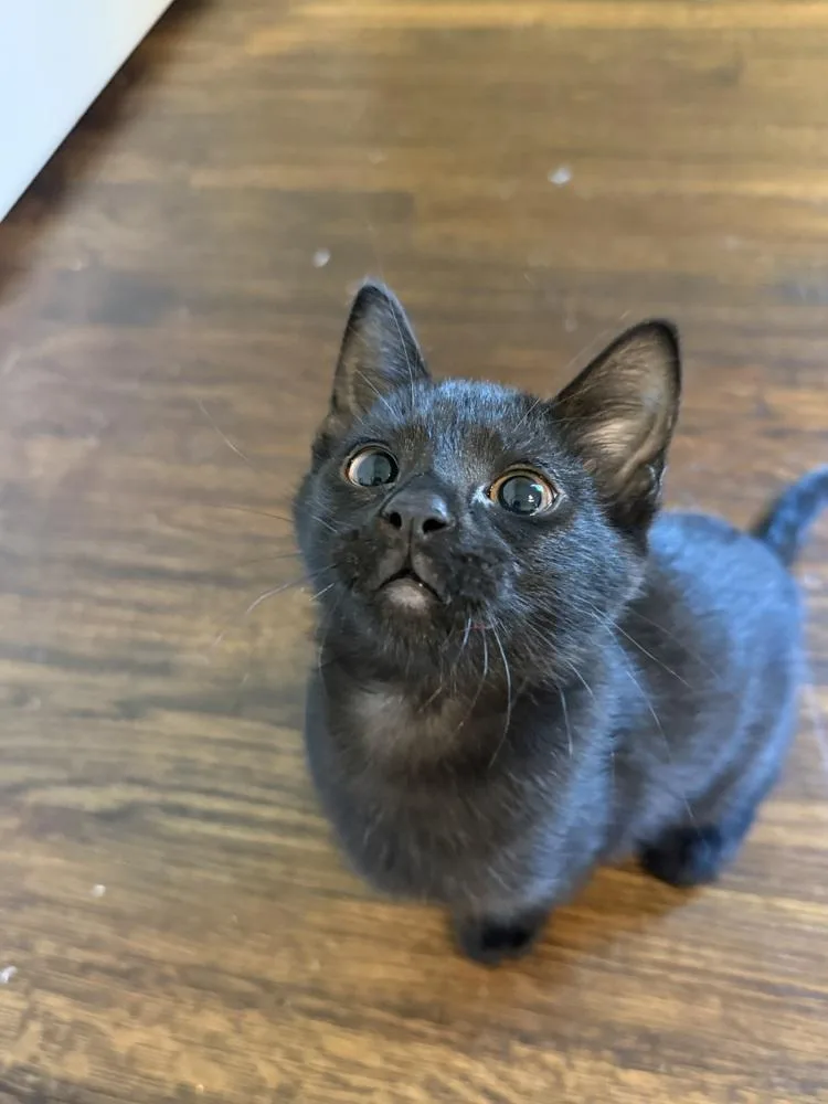 A baby small-sized female Domestic Short Hair cat named Spicy Tuna Roll for adoption in Dallas, TX