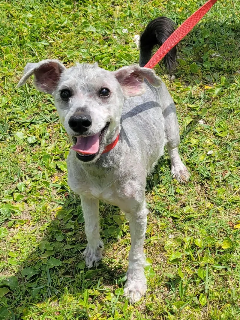 An adult small-sized male Gray / Blue / Silver Miniature Schnauzer dog named Banks for adoption in LaPlace, LA