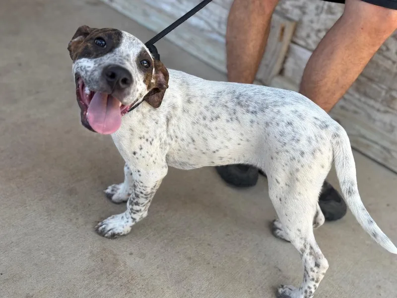 A baby medium-sized male Pointer dog named Speck for adoption in Batesville, AR