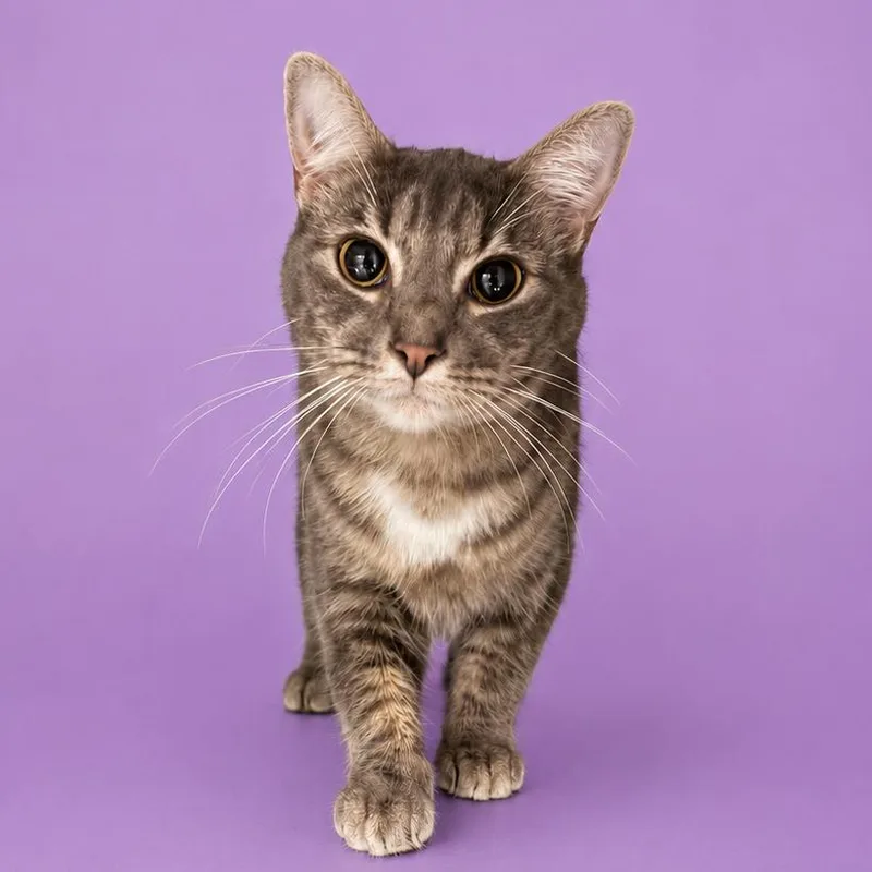 A young medium-sized female Gray / Blue / Silver Domestic Short Hair cat named Maxine for adoption in Concord, NC