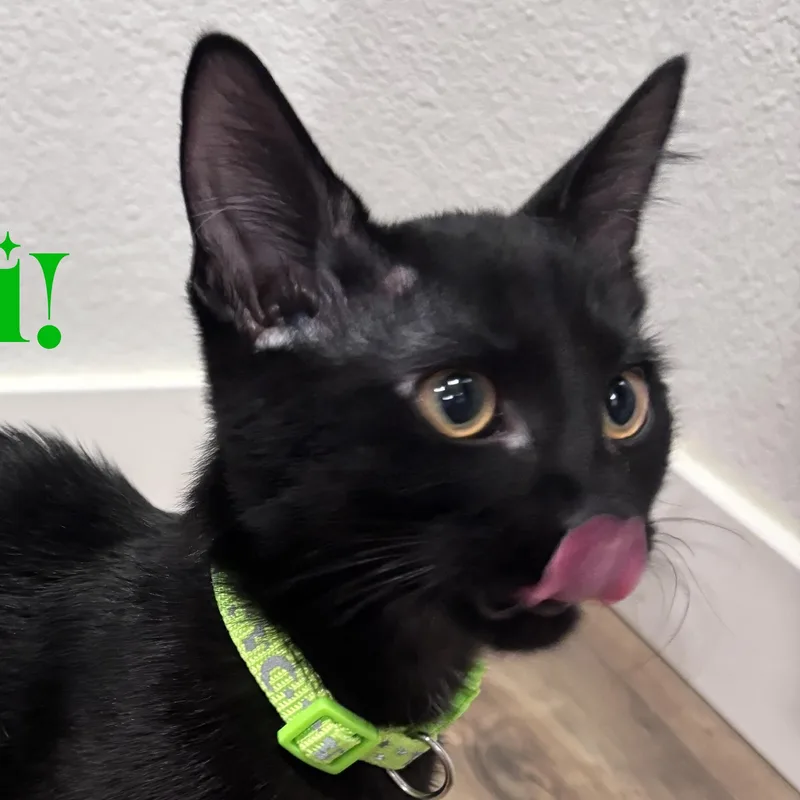A baby medium-sized male Black Domestic Short Hair cat named Porcini for adoption in San Diego, CA