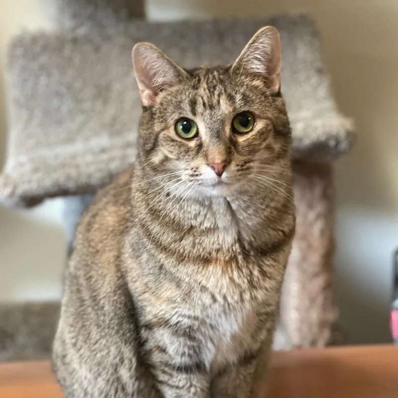 An adult small-sized female Torbie Domestic Short Hair cat named Muffin for adoption in Goshen, IN