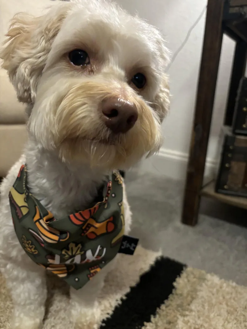 An adult small-sized male Standard Poodle dog named Jax for adoption in Fort Collins, CO