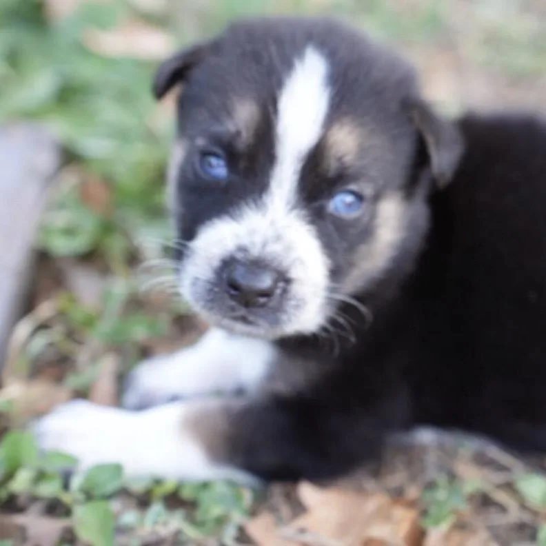A baby medium-sized female Anatolian Shepherd dog named Cactus for adoption in Pflugerville, TX