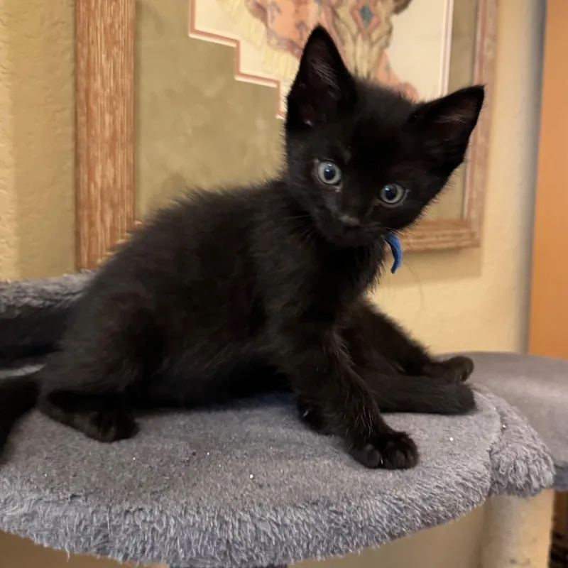 A baby small-sized male Black Domestic Short Hair cat named Chive for adoption in Austin, TX