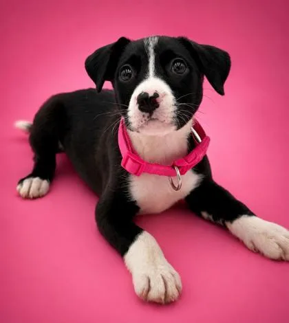 A baby small-sized female Labrador Retriever dog named Lola for adoption in Bowling Green, KY