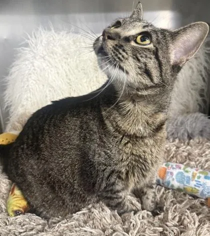 A senior large-sized female Domestic Short Hair cat named Florence for adoption in Conway, SC