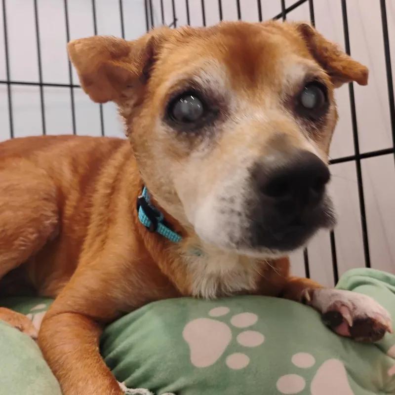 A senior small-sized male Red / Chestnut / Orange Mixed Breed dog named Orville Redenbarker for adoption in Bentonville, AR