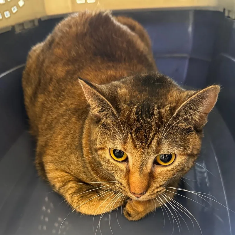 A young medium-sized female Torbie Domestic Short Hair cat named Dustie for adoption in Clearwater, FL