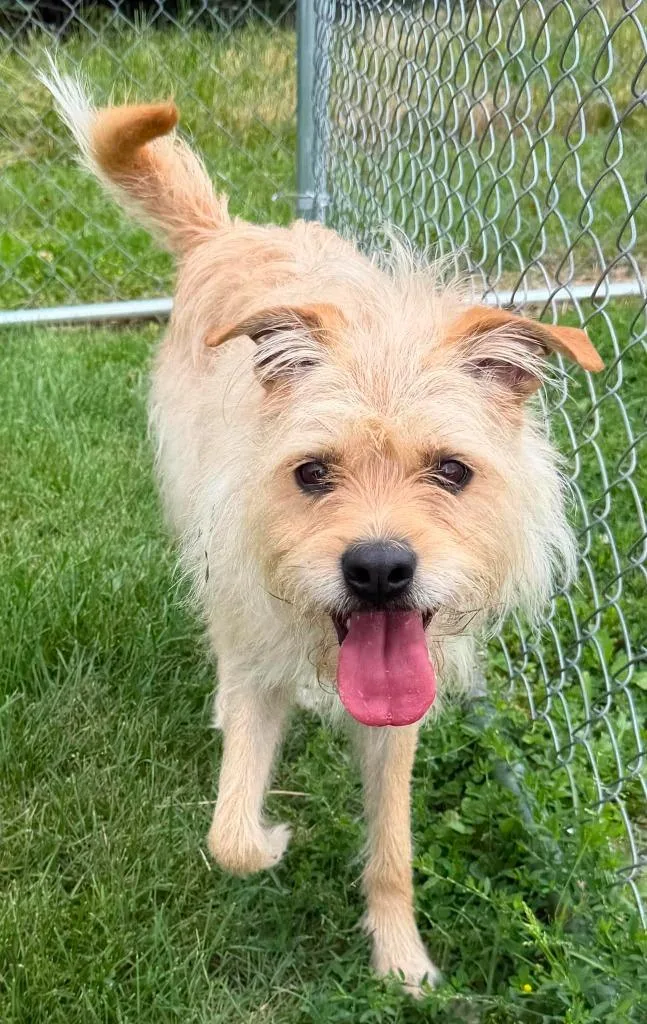 A young medium-sized female Wirehaired Terrier dog named Cha Cha for adoption in Lagrange, IN