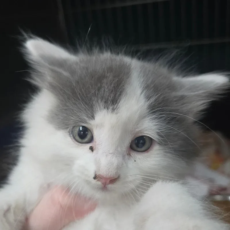 A baby small-sized female Gray / Blue / Silver Domestic Long Hair cat named Sourdough for adoption in Idaho Falls, ID