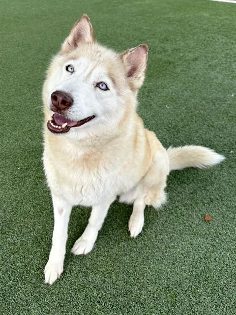 An adult large-sized female Husky dog named Athena for adoption in Castaic, CA