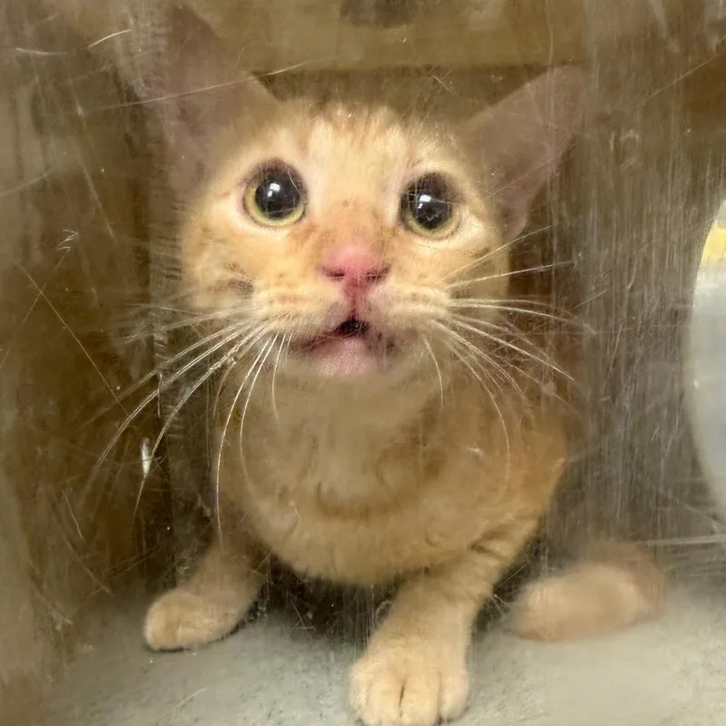 Tigger
