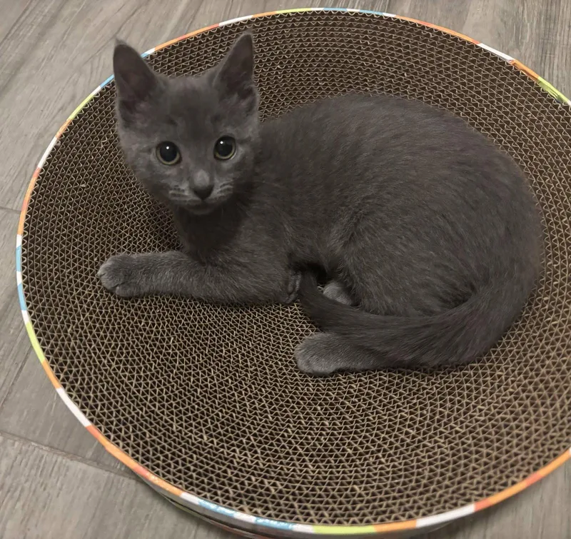 A young medium-sized female Domestic Short Hair cat named Mimi for adoption in Fort Worth, TX