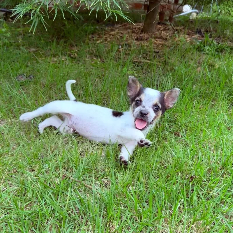 A baby medium-sized male Australian Cattle Dog / Blue Heeler dog named Tommy for adoption in Little Rock, AR