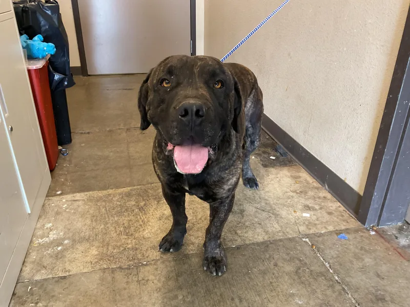 A young large-sized male Bullmastiff dog named Cowboy for adoption in Ontario, CA