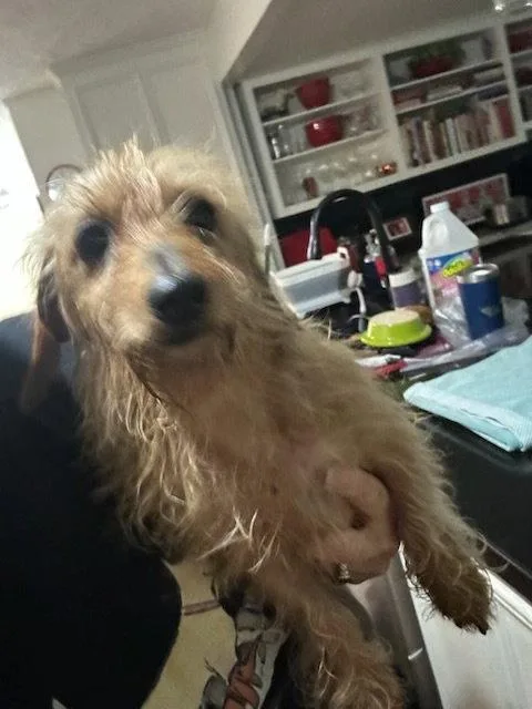 A young medium-sized male Dachshund dog named Bailey for adoption in Pearland, TX