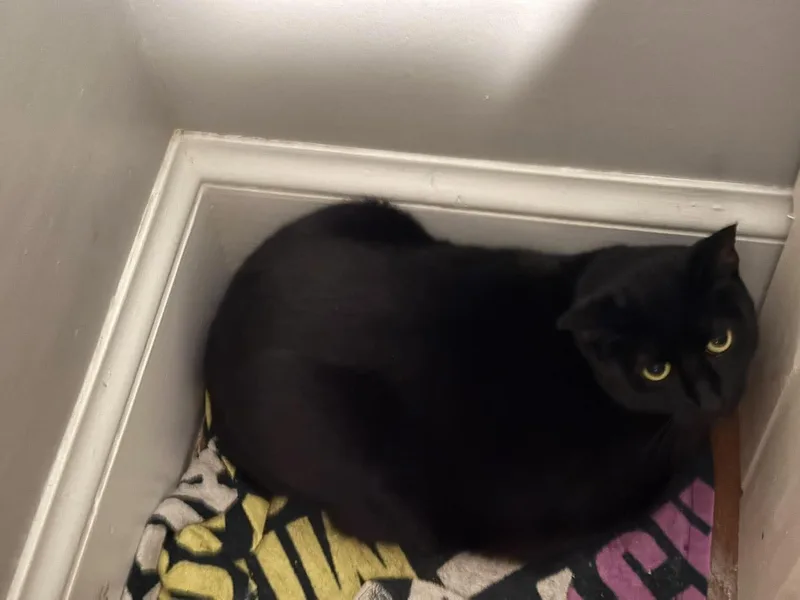 An adult large-sized female Domestic Short Hair cat named Lucy for adoption in Roslindale, MA