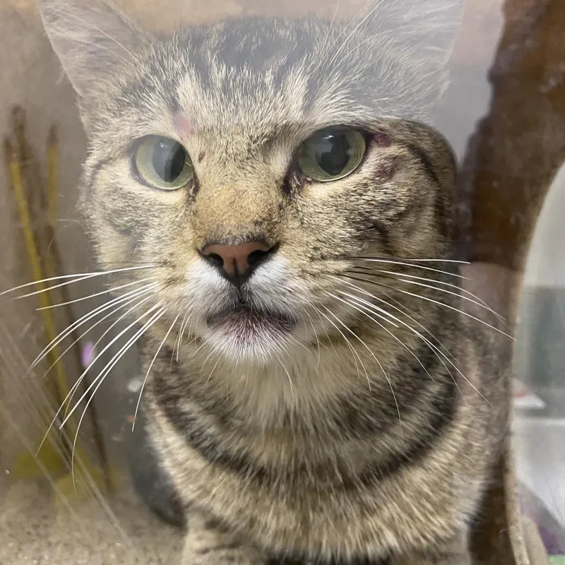 An adult medium-sized male Brown / Chocolate Domestic Short Hair cat named 71284 for adoption in Harrisonburg, VA