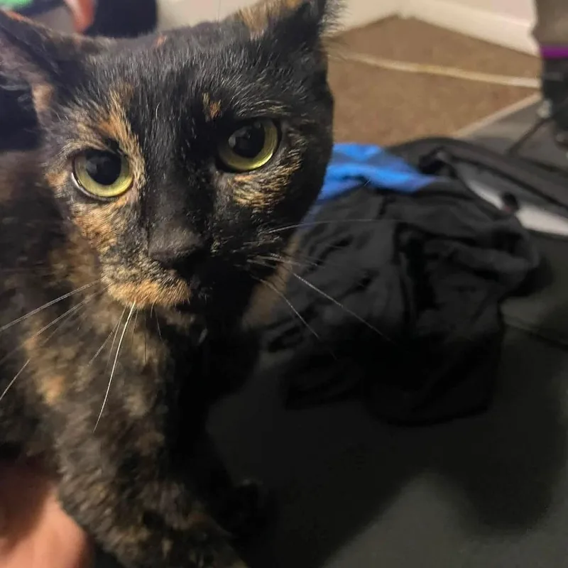 A young medium-sized female Tortoiseshell Domestic Short Hair cat named Astrid Crock for adoption in Eagle Mountain, UT