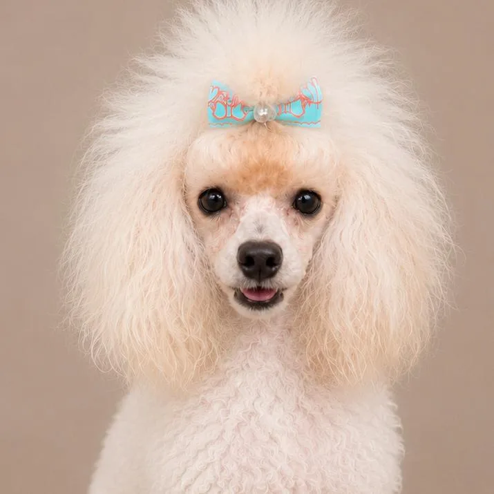 A young small-sized male White / Cream Poodle (Toy) dog named Waffle for adoption in Lee's Summit, MO