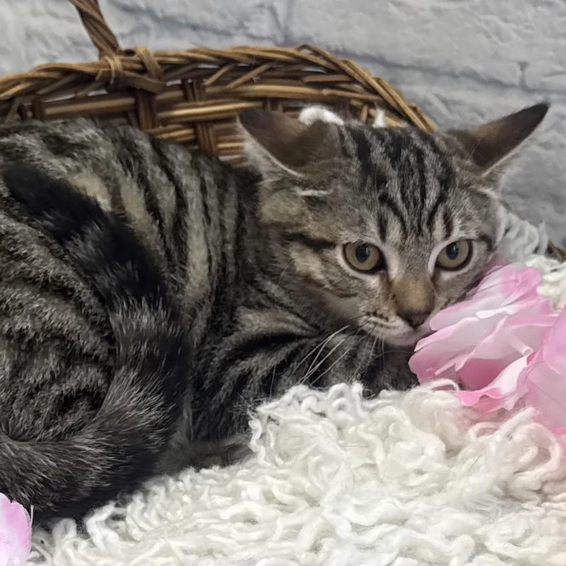 A young small-sized female Brown / Chocolate Domestic Short Hair cat named Boo for adoption in Harrisonburg, VA