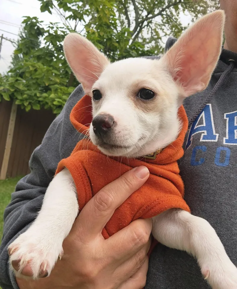 A baby small-sized male Chihuahua dog named Eli & Peyton for adoption in Buffalo, NY