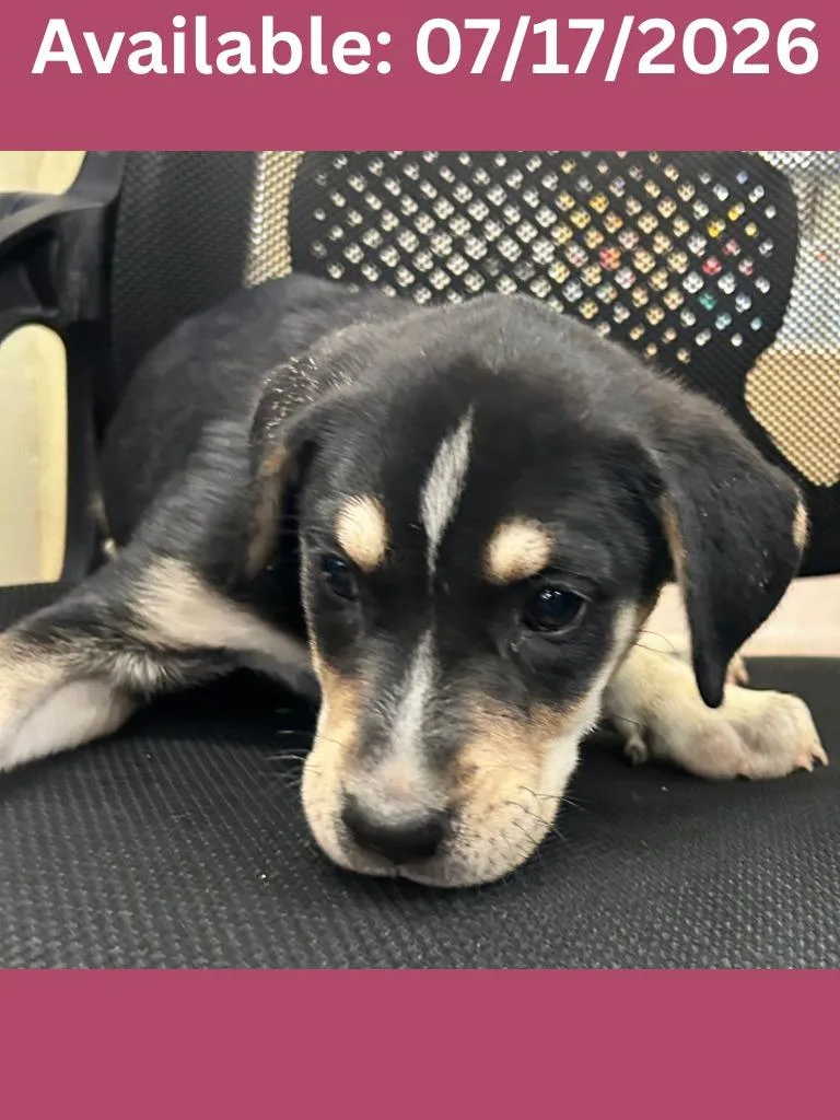 A baby medium-sized female Labrador Retriever dog named Dog Kennel for adoption in Greenville, TX