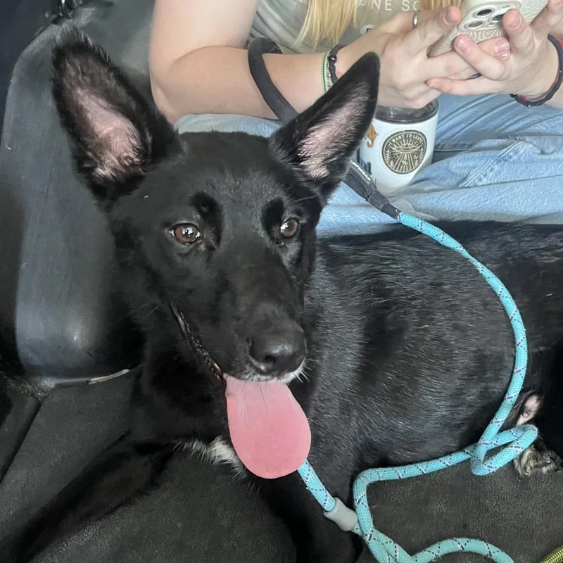 An adult medium-sized female Black Mixed Breed dog named Harbor for adoption in Hinsdale, IL