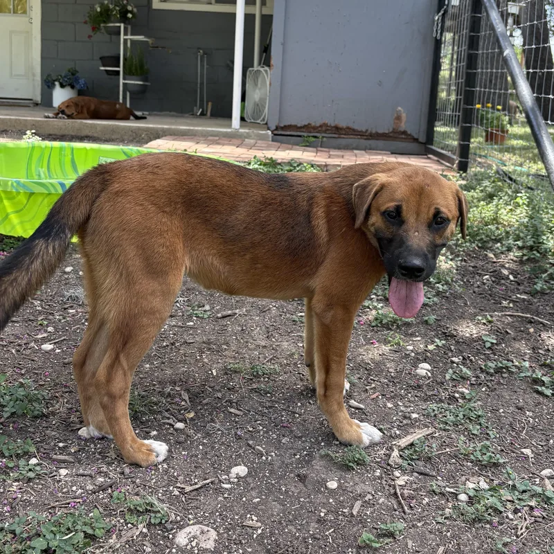 A baby medium-sized male Yellow / Tan / Blond / Fawn Black Mouth Cur dog named Thomas for adoption in Boerne, TX