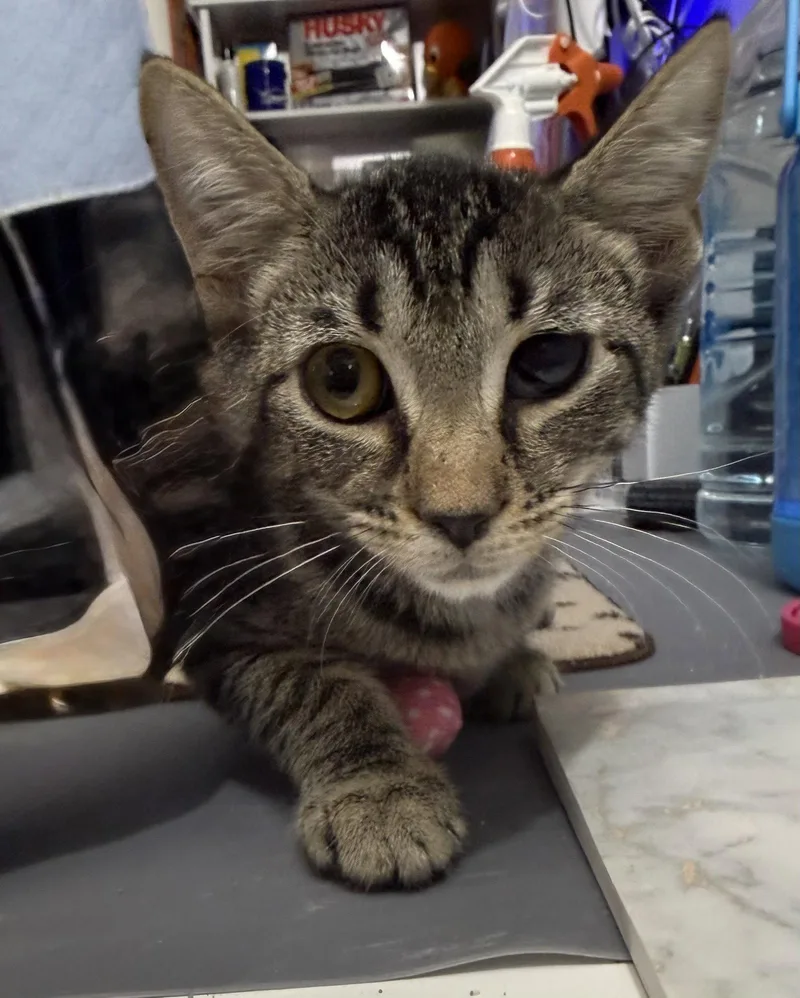 A baby medium-sized female Domestic Short Hair cat named Wilma .. for adoption in Apopka, FL