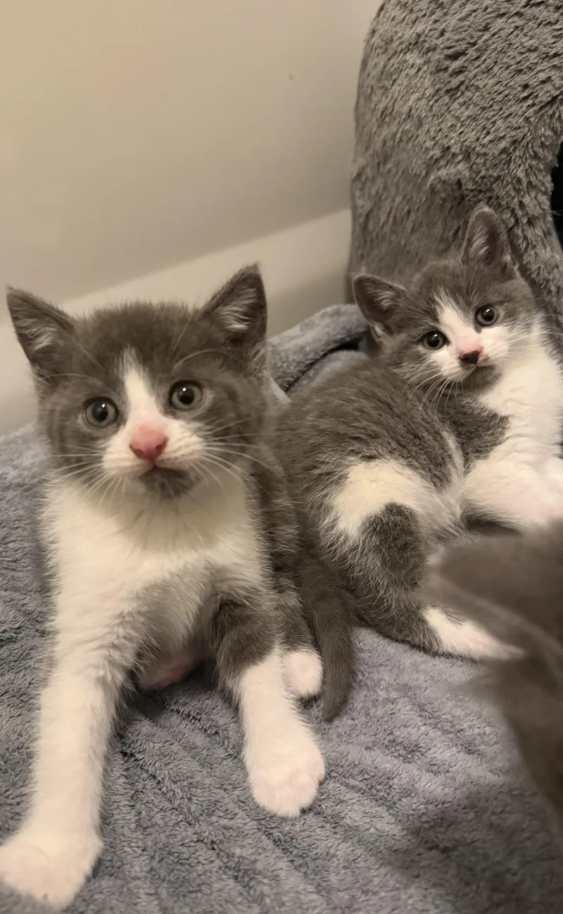 A baby medium-sized male American Shorthair cat named Cirrus for adoption in Hickory, NC