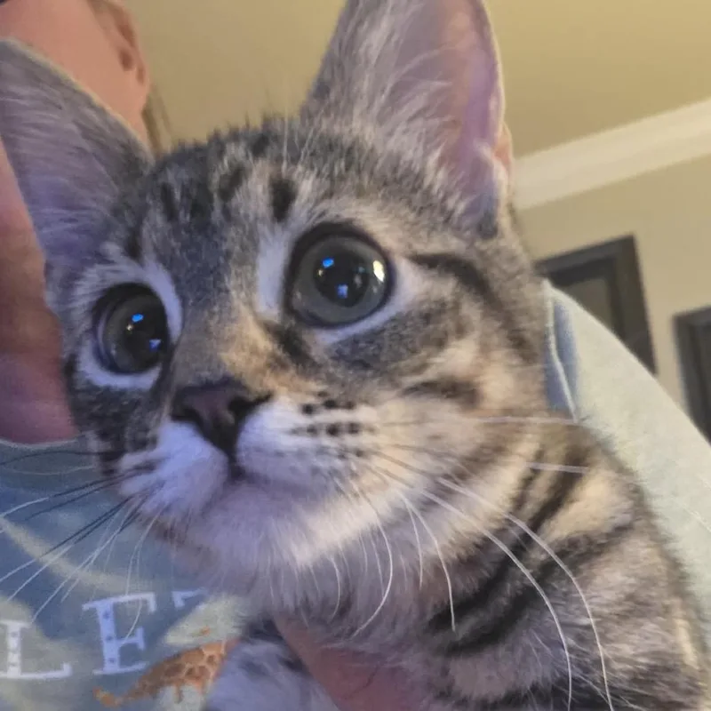 A young medium-sized female American Shorthair cat named Honey for adoption in mount vernon, AR