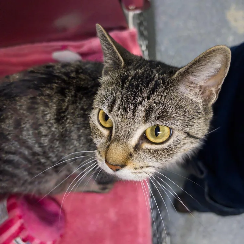 A young medium-sized female Gray / Blue / Silver Domestic Short Hair cat named Skye for adoption in Newark, NJ