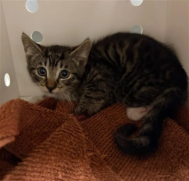 A baby small-sized male Domestic Short Hair cat named Unico for adoption in Ontario, CA