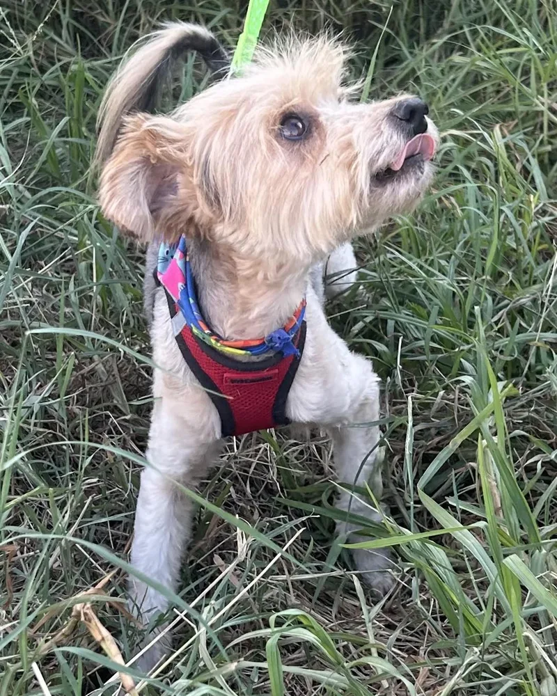 A young small-sized male Tricolor (Brown, Black, & White) Norfolk Terrier dog named Teddy for adoption in Bell Gardens, CA