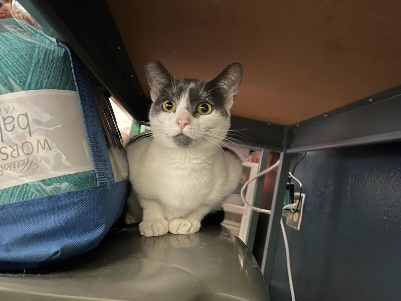 A young medium-sized female Domestic Short Hair cat named Gemma for adoption in Rochester, WA