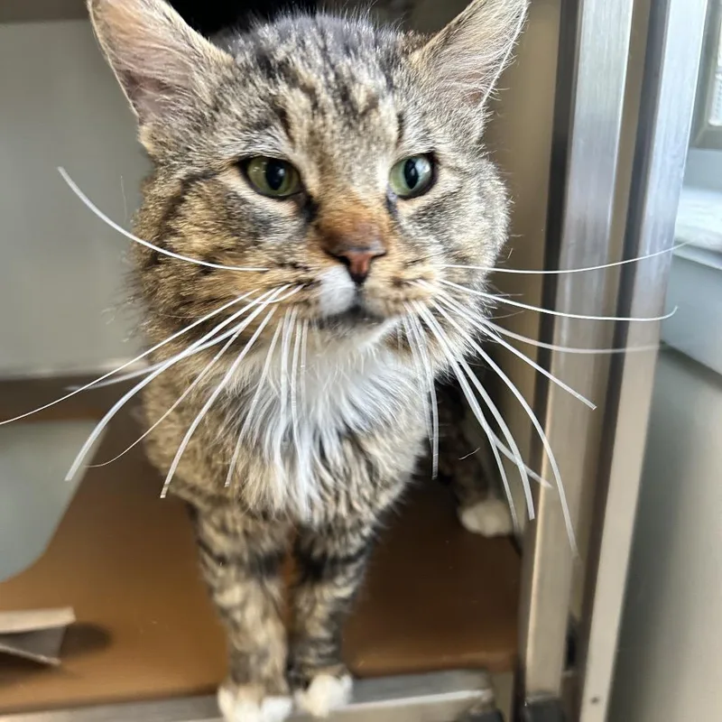 An adult large-sized male Brown / Chocolate Domestic Long Hair cat named Doug for adoption in Birdsboro, PA