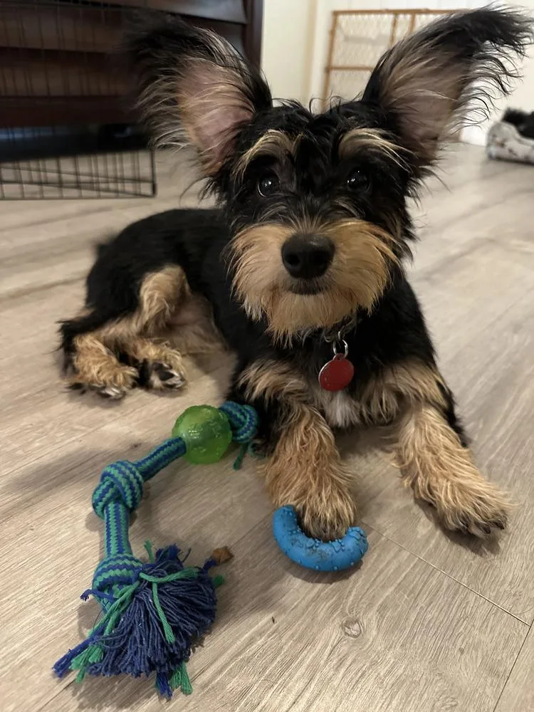 Tiramisu thumbnail 3