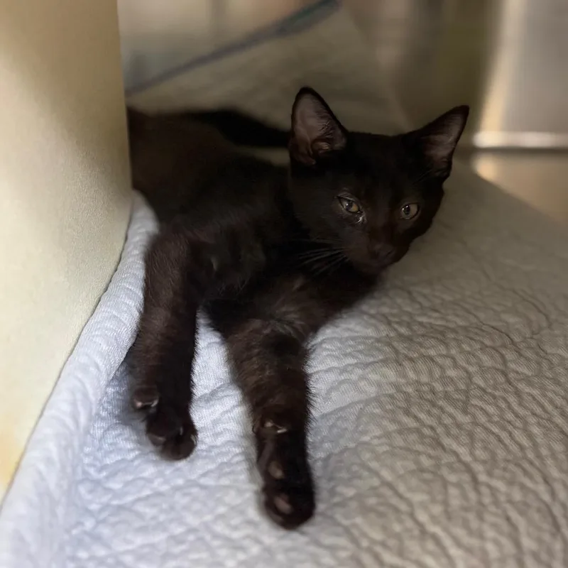 A baby small-sized female Black Domestic Short Hair cat named Shelly for adoption in Newark, NJ
