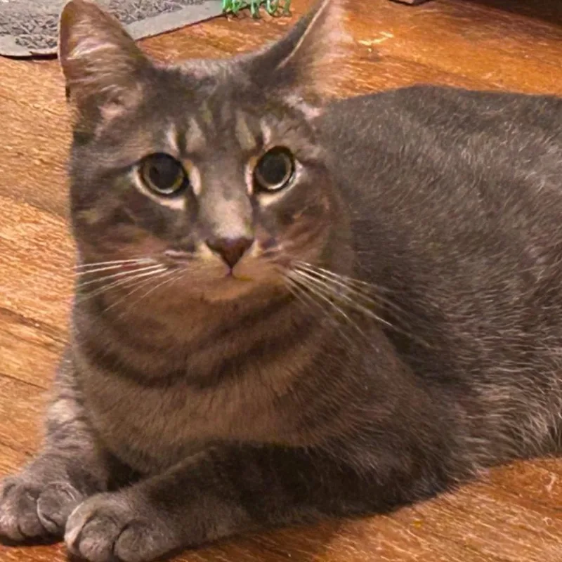 An adult small-sized male Gray / Blue / Silver Domestic Short Hair cat named Grayson for adoption in Coralville, IA